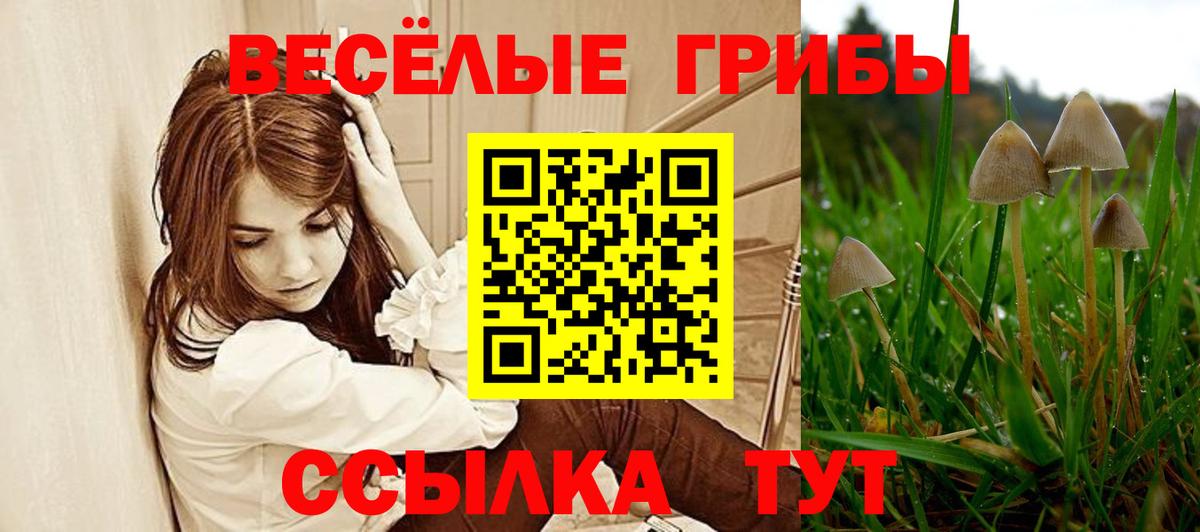 Галлюциногенные грибы GOLDEN TEACHER  Вход с VPN  Кимры  купить наркотик  Галлюциногенные грибы Psilocybe 